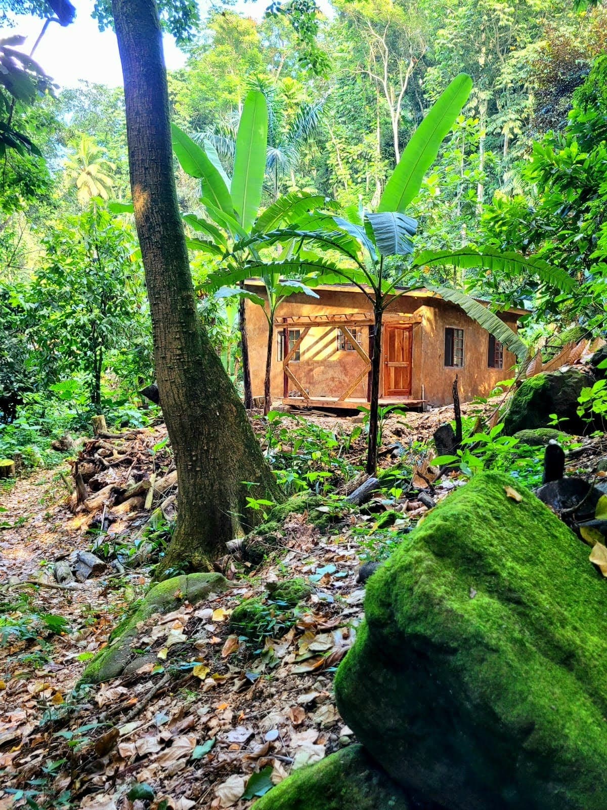 Hand-built cabin tucked deep in the rainforest